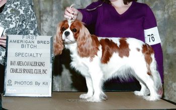 Winning a large American Bred class at the 2009 BACKCSC Specialty under breeder-judge Dianne Tyssen
