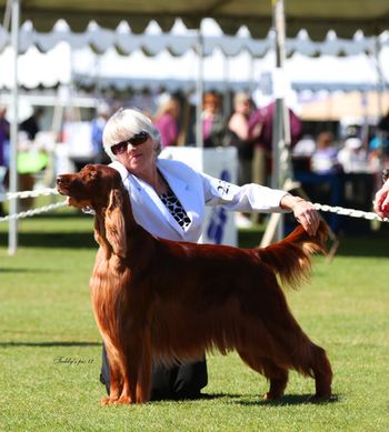 BISS GCH Devlin's Jewel Of Meadow Run "Julie" with Kathy at the Irish Setter Club of Arizona Specialty. She was Best of Breed that day. Owned and Loved by Anne Pellette
