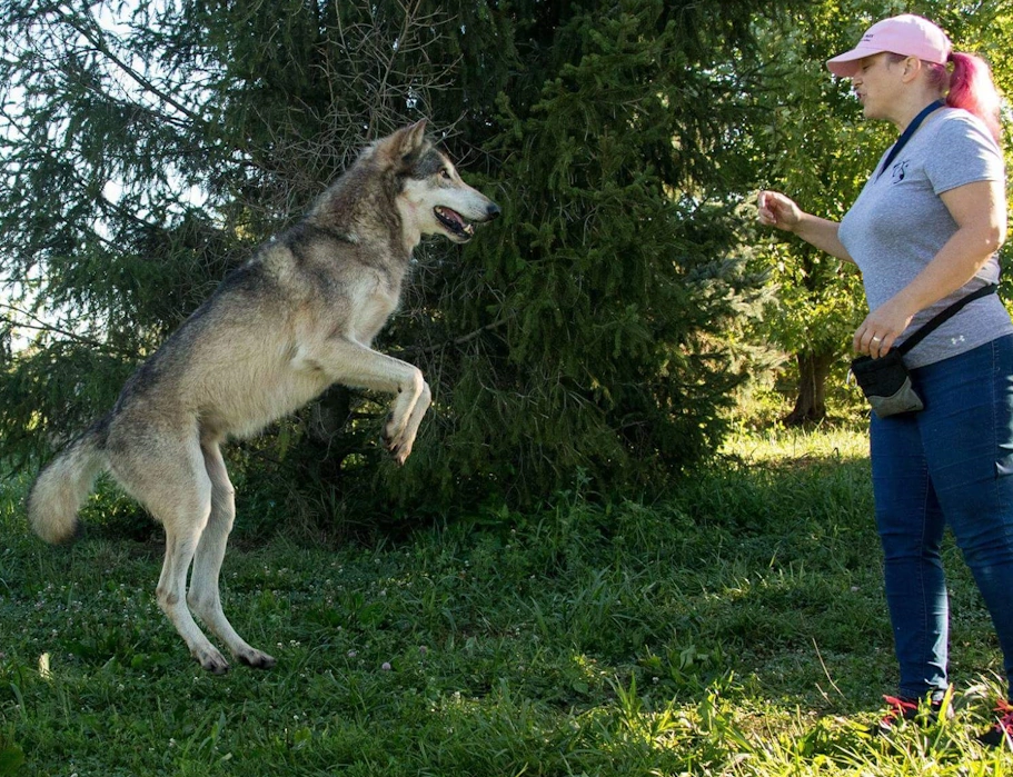 Gaby Dufresne-Cyr training a wolf