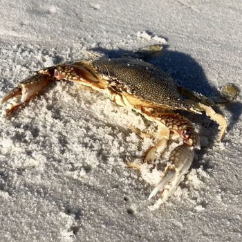 Calico crab -- Pensacola Beach, FL
