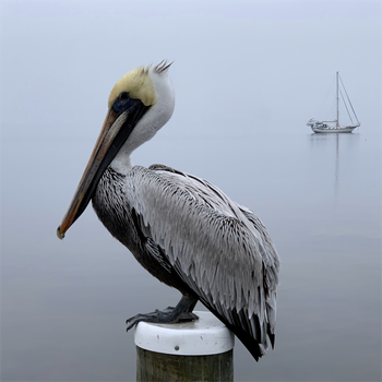 Florida brown pelican -- Gulf Breeze, FL
