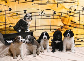 7 week professional group picture - Lucy's Original Composers
