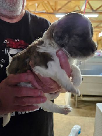 Blue ribbon female - white w/sable and blue merle spots 4 weeks
