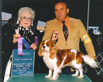 AKC CH Chaucer Makin' A Million Owned by Fraye Nellums. "Trump" passed away at the age of 14 this past year. He will be sadly missed . But I am looking forward to having his son "Ivan" around for a very long time. Thank you Trump, god bless you.
