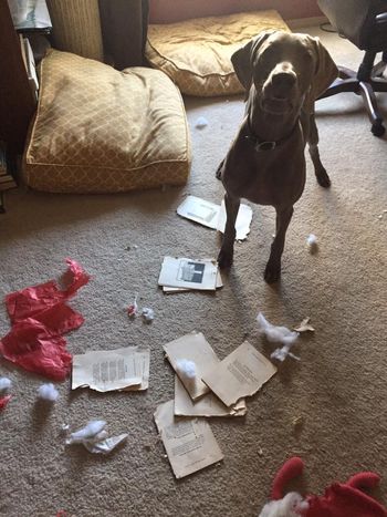 Freyja asks what happened to the book? It sploded!
