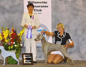 RWB to a 5 point major at the Willamette Weimaraner Club Futurity/Maturity weekend!
