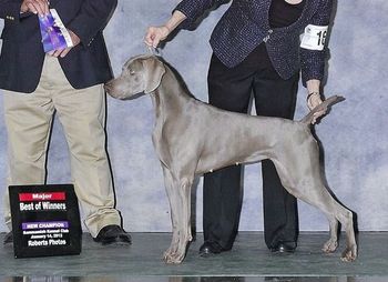 New CH Ali at 18 months old with her 3rd Major.

