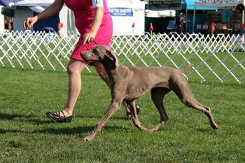 Lacey at the show 7 mos.
