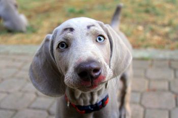 Eyebrow Puppy!
