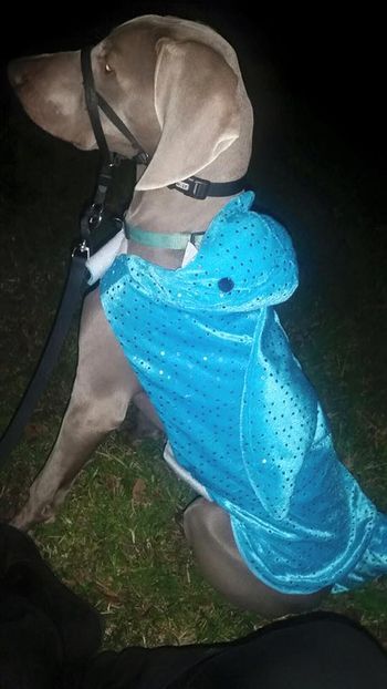 Bailey (Brownie) dressed up for Halloween, reflecting her inner shark :D
