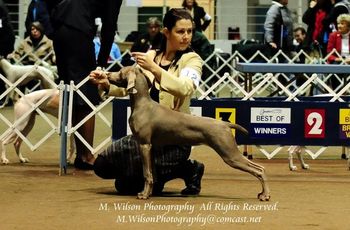 Kaylie her first weekend out going Winners! 6 months of age. Photo courtesy M. Wilson Photography
