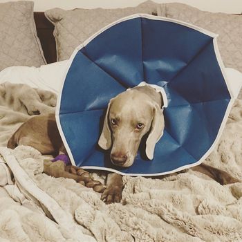 "It's all fun and games until someone ends up in the cone of shame..."
