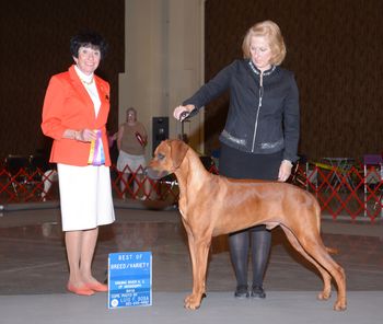 Major win and Best of Breed over specials!  August 2013
