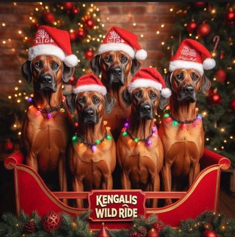 Kengali Rhodesian Ridgebacks