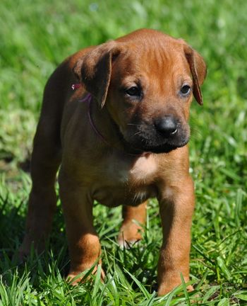 Sweet 4 week old pup!
