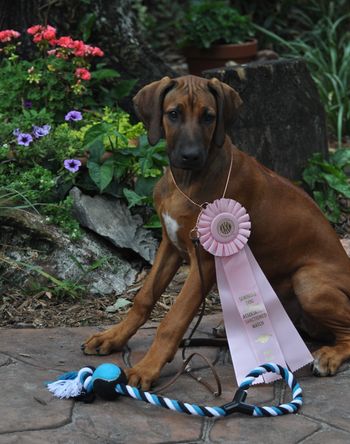 Best in Sweeps Winner at SDFA All Breed Match - 3 mos old!
