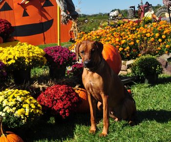 Beautiful fall scenes on Long Island!
