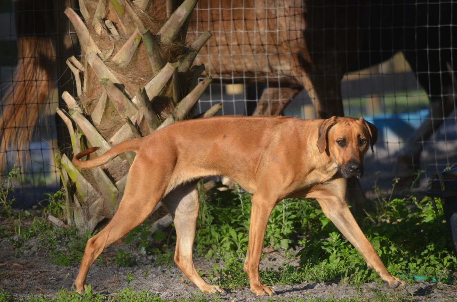 Kengali Rhodesian Ridgebacks Gilly Girl