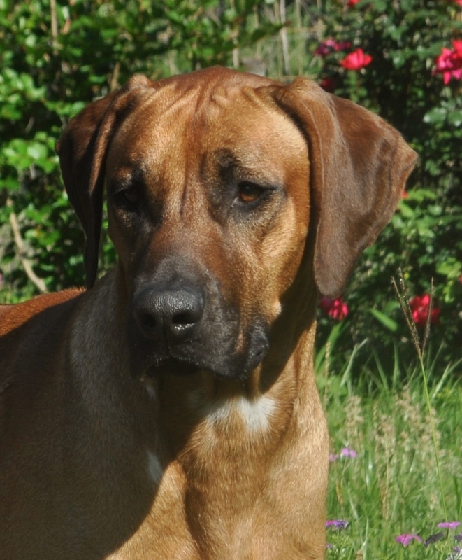 Kengali Rhodesian Ridgebacks