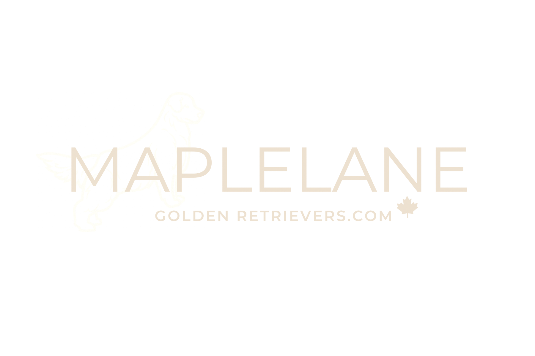 Maplelane Golden Retrievers
