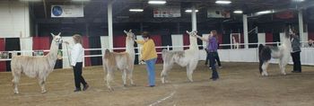 The halter classes were exciting
