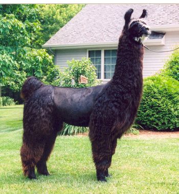 Solid Rock's Trademark - many times Champion (we lost him in 2011, but he will always be our first champion)