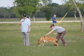 Fudge at her second official tracking class. She loves it! Photo by Kathleen Milford
