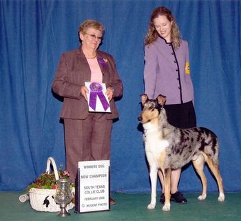 Apolo finishing under judge Rayleen Hendrix at the South Texas Collie Club Specialty
