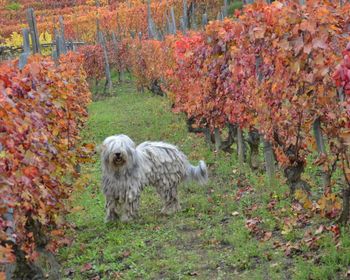 Vineyard in Piemonte
