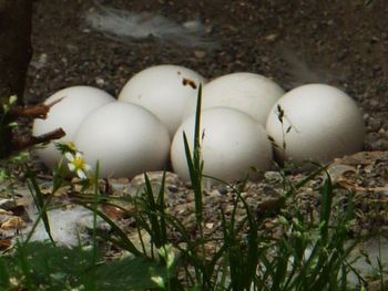 Owl Eggs!!!
