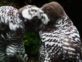 Kissing Owls ♥
