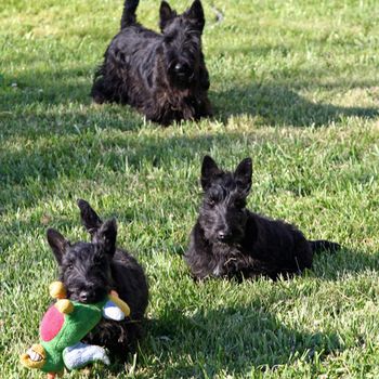 Scottie puppies, little girl ending the game by not sharing the toy!
