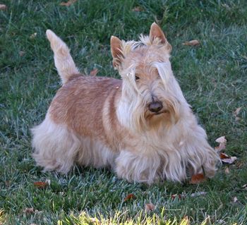 Ch Cadscots T-Rex In the AfterGlow My new sire who has great credentials for producing quality puppies that can show and also be lovely companions, with that great Scottish Terrier attitude.
