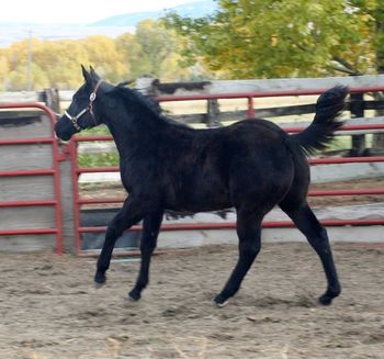 Thank You Gerardo for your purchase of this classy Black Colt with the name of Dreamin and will be heading for Wisconsin and the cow pen
