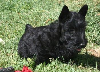 Beau and Cozy's puppy from a litter a couple of years ago
