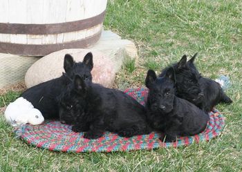 Bounce and Rex's puppies at 8 weeks, all in their forever homes

