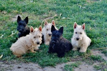 Scottie Puppies for companions and show Prospect, from champion sired parents

