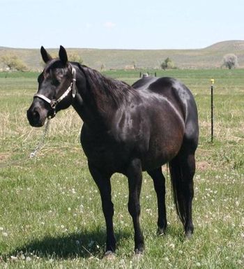 Hana now makes her home in Glendive Mt, thankyou Dennis , wishing you success in a 2012 foal.
