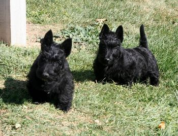 9 week old sisters from Ch T-Tex and Ravenbouts Bouncin Babe
