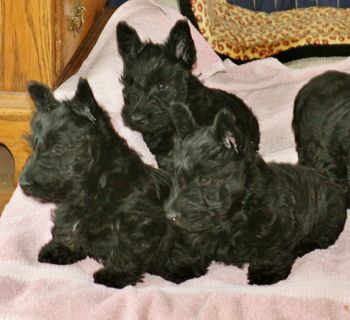 7 week old female puppies from Bounce

