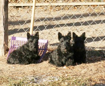 Yard cleaner' s waiting patiently by the rake to help me pick up the yard. Rex x Bounce puppies
