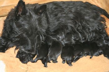 Ravenbouts Royal Aroma with her record litter of 8 puppies on Oct 17, 2010
