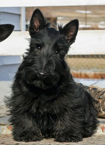 31/2 month old Scottish Terrier
