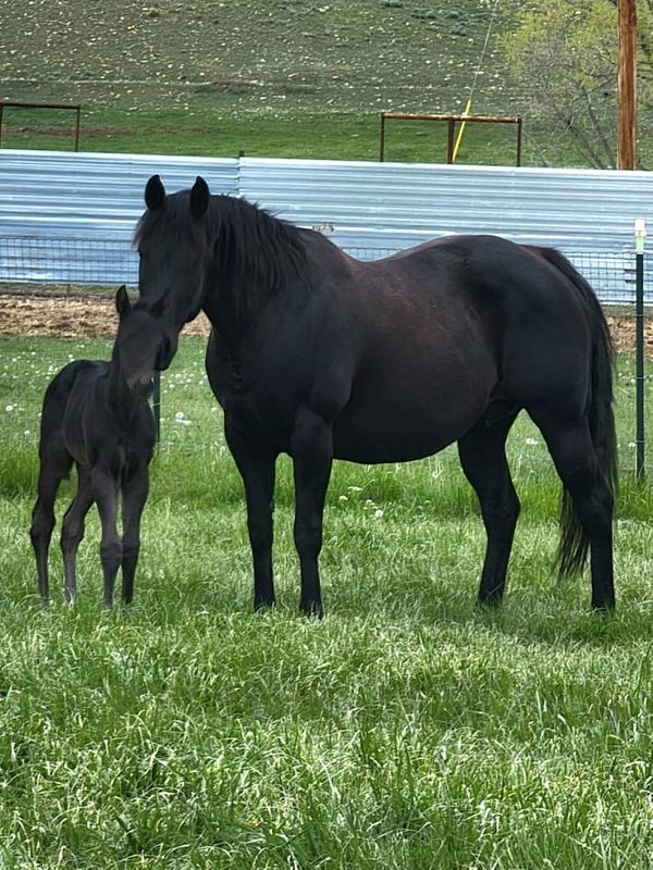 This colt has been sold andresides in Wy Thank you Patrica .