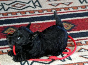 So much fun to watch with her spunky Scottie atttitude. She is pictured here at almost 8 weeks.
