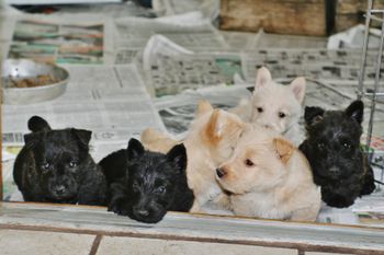 5 week old puppies,available for companions and show prospects
