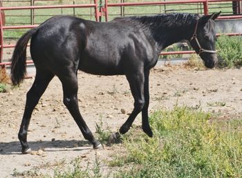 Zipppenactic Black colt 2015  that is for sale at 4000.
