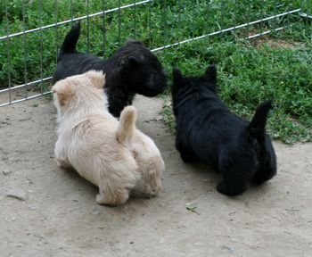 6 week old puppies exporing the outdoors.
