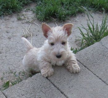 6 wk old Scottie puppy who will make his home in Canada.
