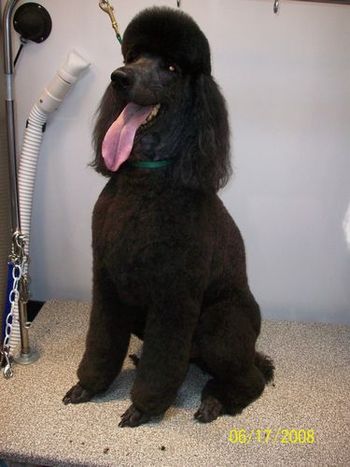 Beautiful Poodle (hard to get a good photo-bad lighting)
